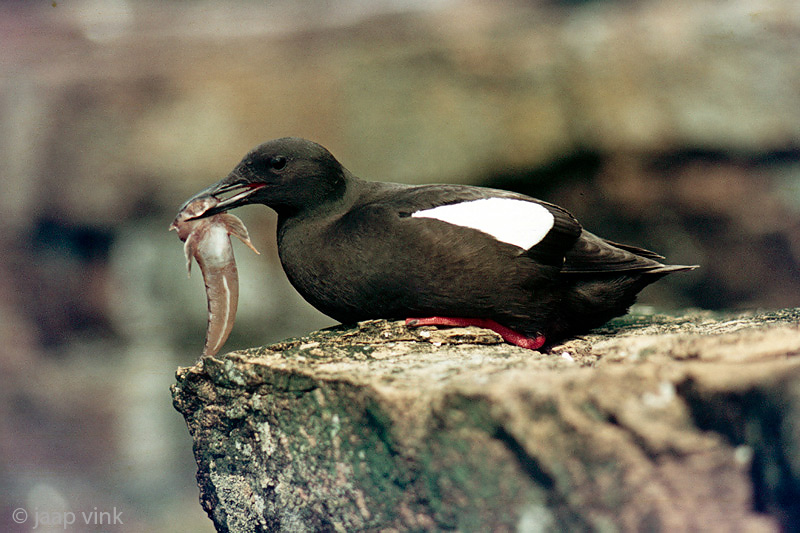 Black Guillemot - Zwarte Zeekoet - Cepphus grylle