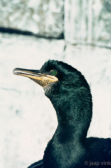 Shag - Kuifaalscholver - Phalacrocorax aristotelis