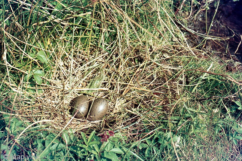 Red-throated Diver nest - Roodkeelduiker nest