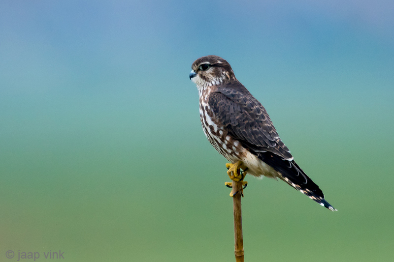 Merlin - Smelleken - Falco columbarius