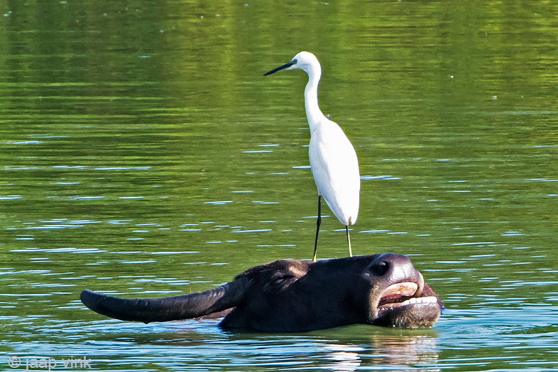 Little Egret - Kleine Zilverreiger - Egretta garzetta