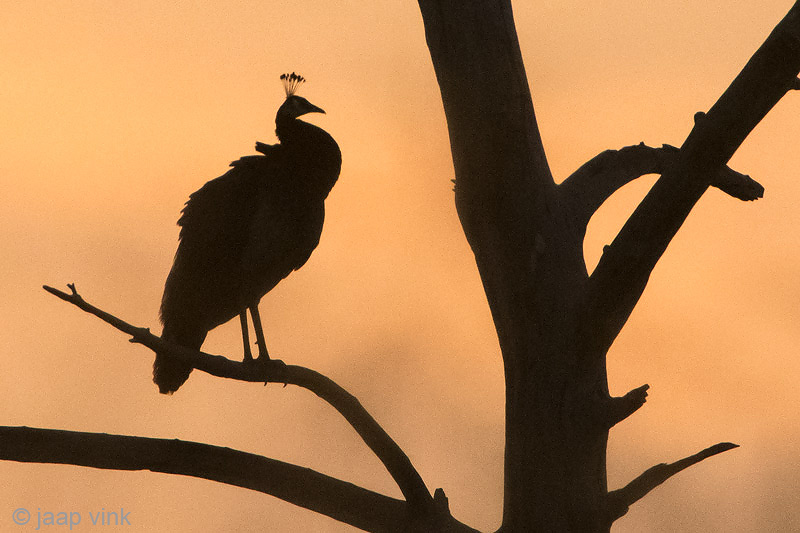 Indian Peafowl - Pauw - Pavo cristatus