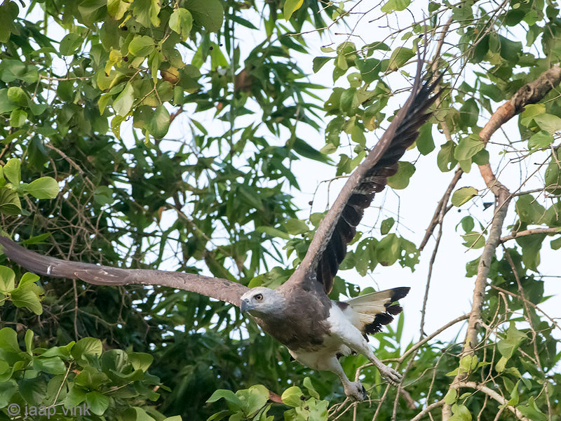 Grey-headed Fish Eagle - Grote Rivierarend - Ichthyophaga ichthyaetus