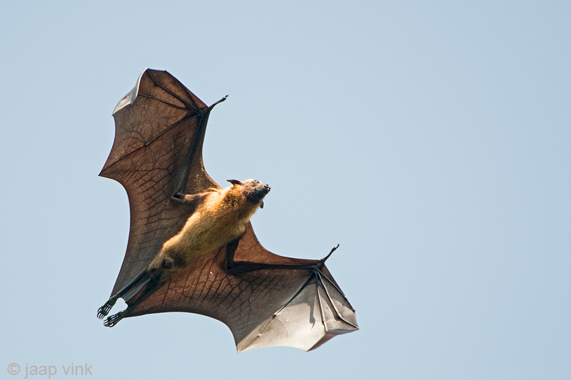 Greater Short-nosed Fruit Bat - Kortneusvleerhond - Cynopterus sphinx