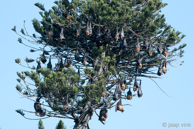 Greater Short-nosed Fruit Bat - Kortneusvleerhond - Cynopterus sphinx