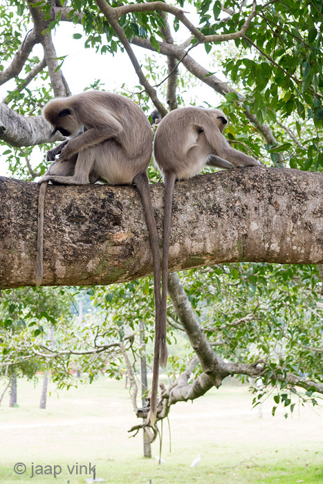 Tufted Gray Langur - Ceylonhoelman - Semnopithecus priam