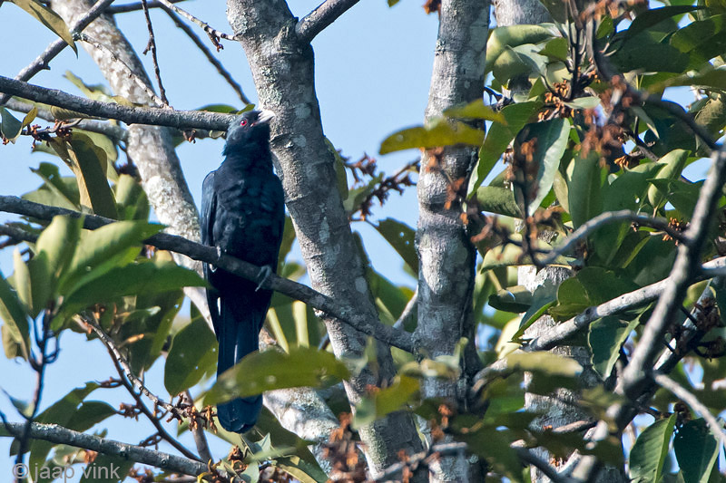 Asian Koel - Indische Kol - Eudynamys scolopaceus