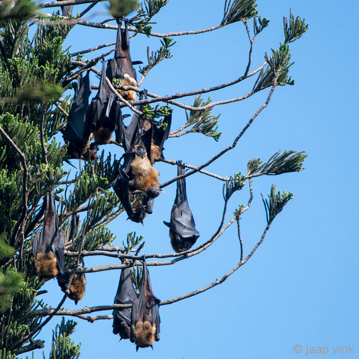 Greater Short-nosed Fruit Bat - Kortneusvleerhond - Cynopterus sphinx