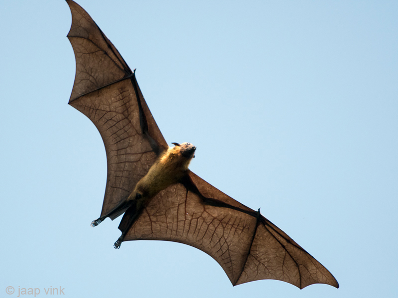 Greater Short-nosed Fruit Bat - Kortneusvleerhond - Cynopterus sphinx
