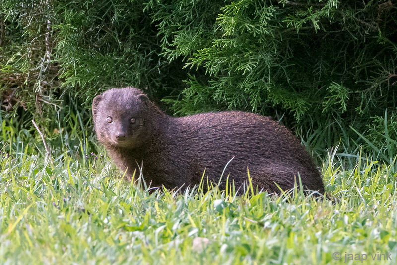 Ruddy Mongoose - Herpestes smithii