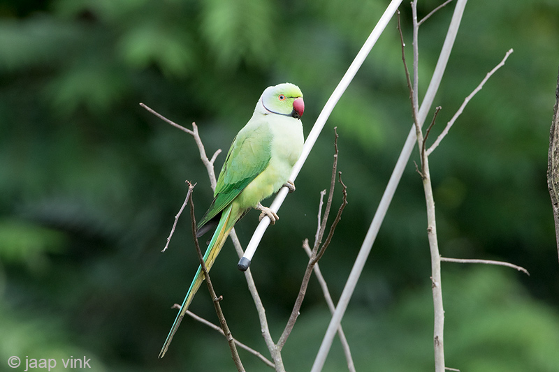 Rose-ringed Parakeet - Halsbandparkiet - Psittacula krameri