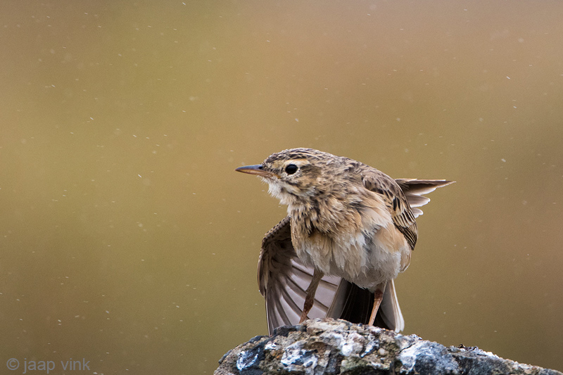 Paddyfield Pipit - Orintaalse Pieper -  Anthus rufulus