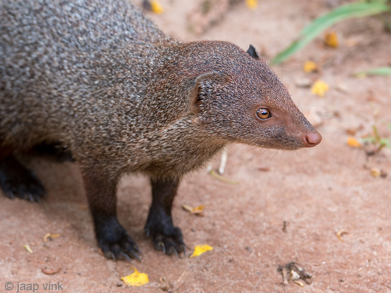 Ruddy Mongoose - Herpestes smithii