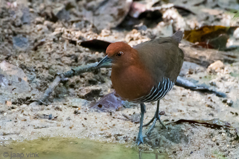 Slaty-legged Crake - Zwartpootral - Rallina eurizonoides