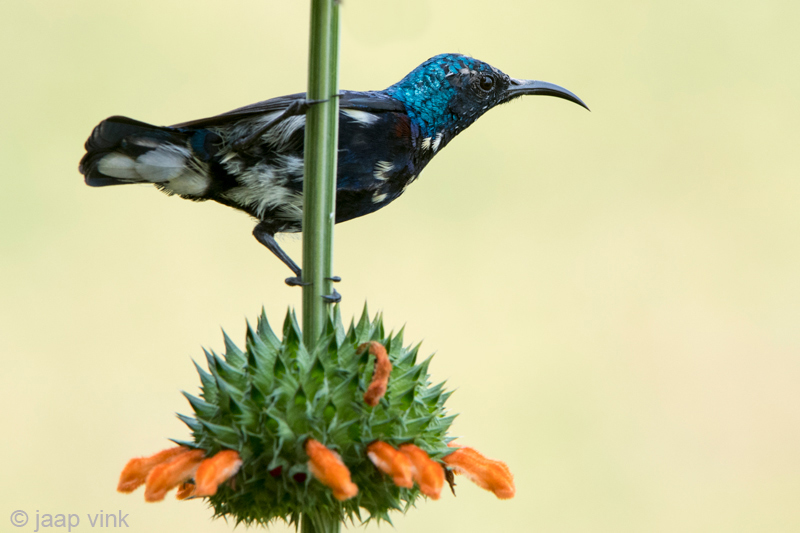 Lotens Sunbird - Lotens Honingzuiger - Nectarinia lotenia