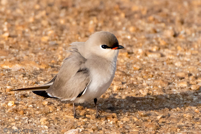 Small Pratincole - Kleine Vorkstaartplevier - Glareola lactea