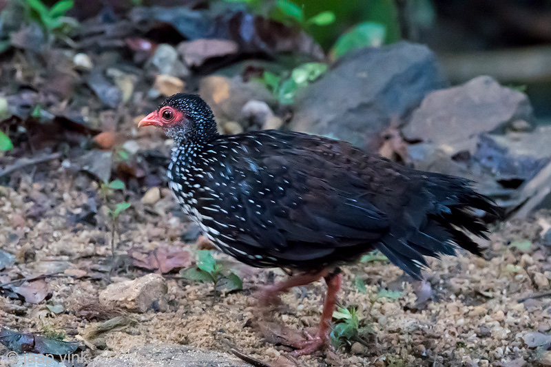 Sri Lanka Spurfowl - Ceylondwergfazant - Galloperdix bicalcarata