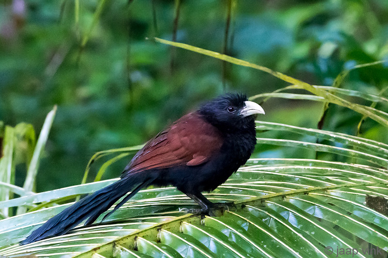 Green-billed Coucal - Ceylonspoorkoekoek - Centropus chlororhynchos