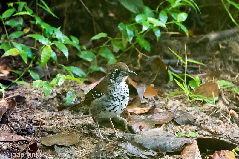 Spot-winged Thrush - Vlekvleugellijster - Zoothera spiloptera