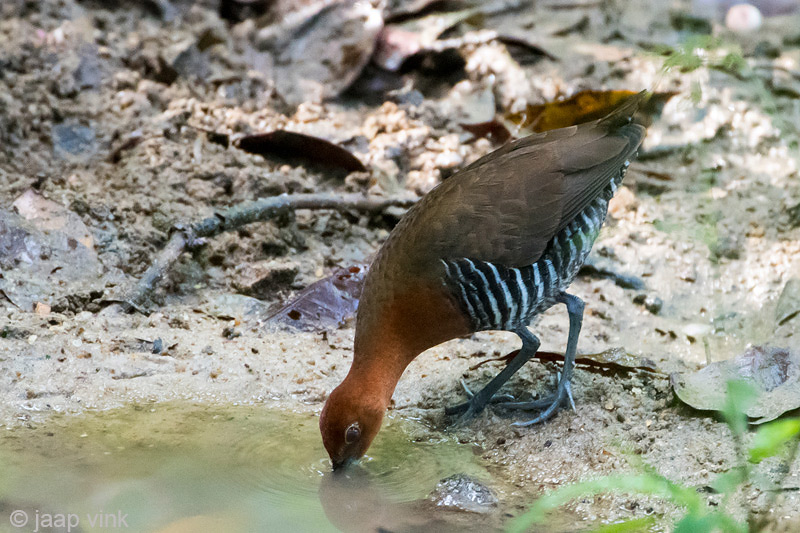 Slaty-legged Crake - Zwartpootral - Rallina eurizonoides