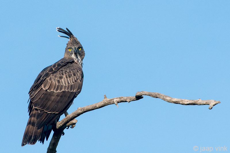 Crested Hawk Eagle - Indische Kuifarend - Nisaetus cirrhatus