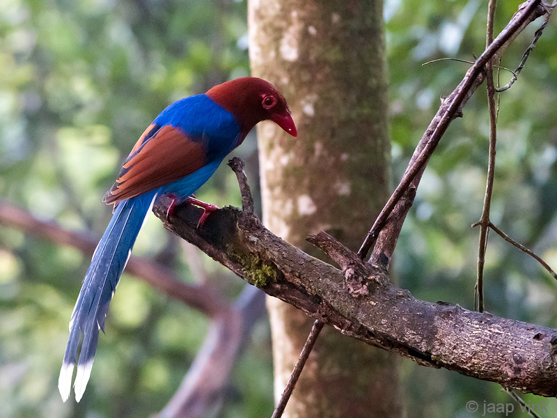 Sri Lanka Blue Magpie - Blauwe Kitta - Urocissa ornata