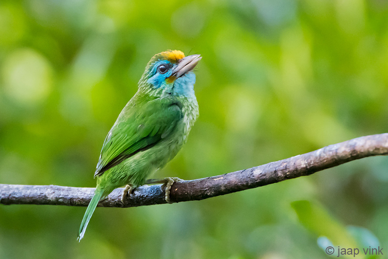 Yellow-fronted Barbet - Ceylonese Baardvogel - Psilopogon flavifrons