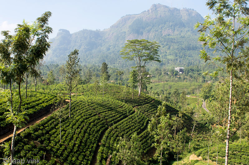 Tea Plantations