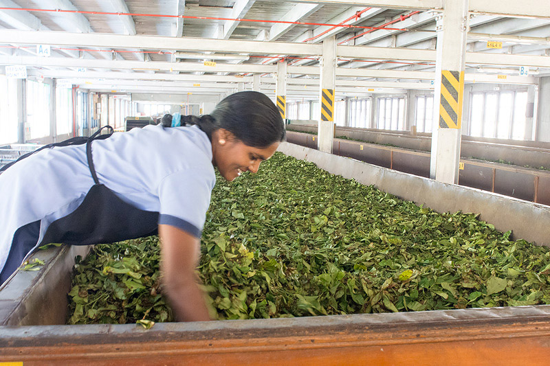 Tea Factory