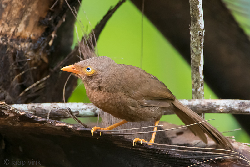 Orange-billed Babbler - Ceylonese Babbelaar - Turdoides rufescens