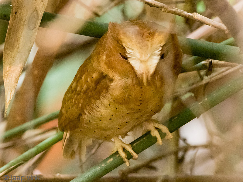 Serendib Scops Owl - Serendipdwergooruil - Otus thilohoffmanni