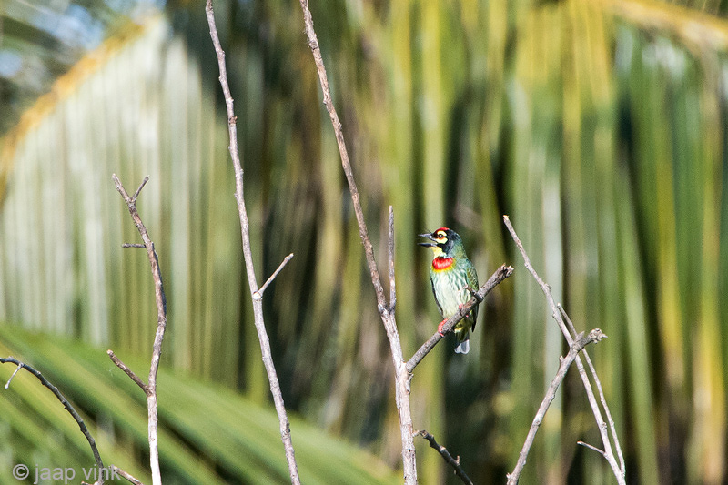 Coppersmith Barbet - Kopersmid - Megalaima haemacephala