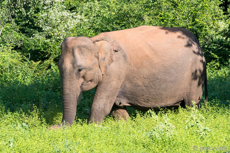 Sri Lankan Elephant - Ceylon-olifant - Elephas maximus maximus