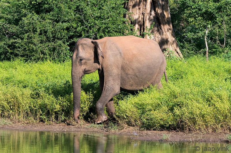 Sri Lankan Elephant - Ceylon-olifant - Elephas maximus maximus