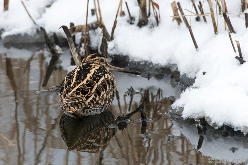 Common Snipe - Watersnip - Gallinago gallinago