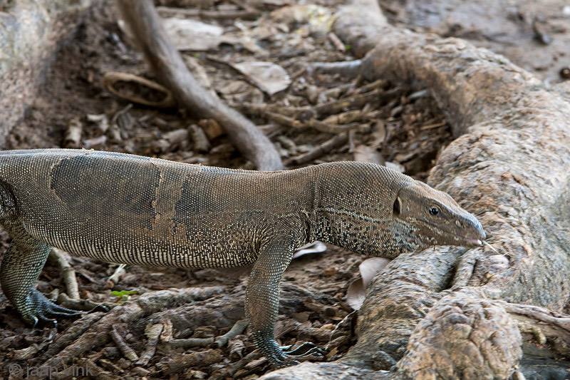 Land Monitor - Bengaalse Varaan - Varanus bengalensis