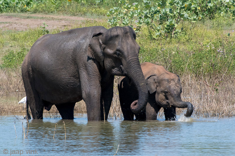 Sri Lankan Elephant - Ceylon-olifant - Elephas maximus maximus