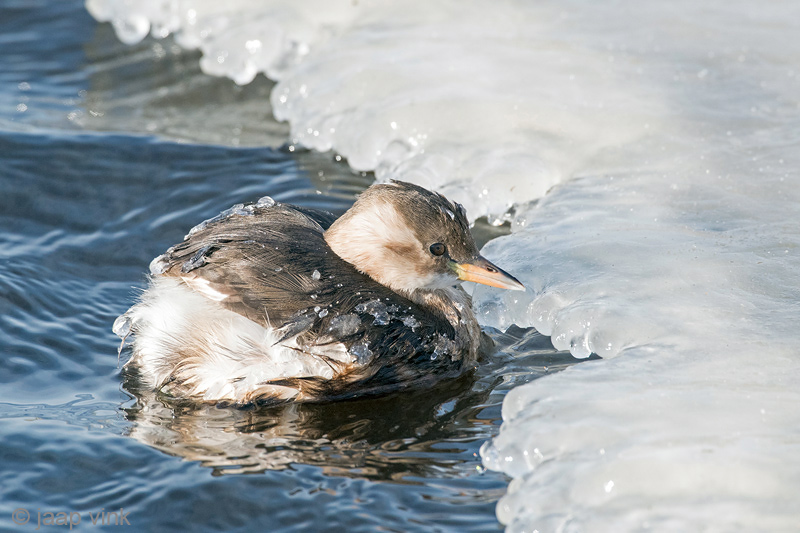 Little Grebe - Dodaars - Tachybaptus ruficollis