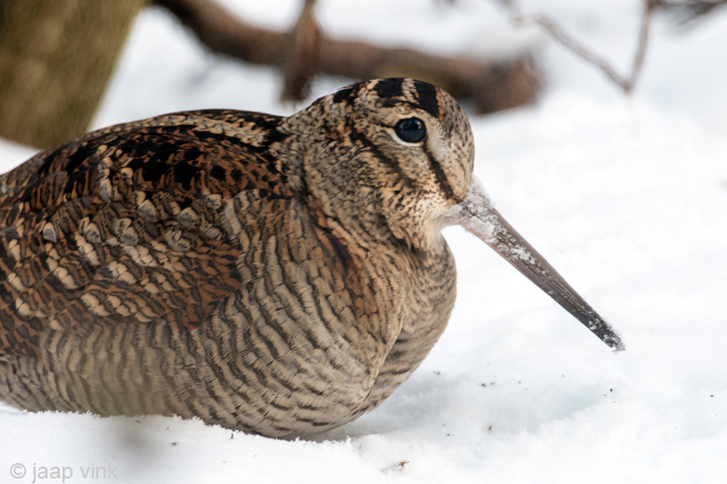 Eurasian Woodcock - Houtsnip - Scolopax rusticola
