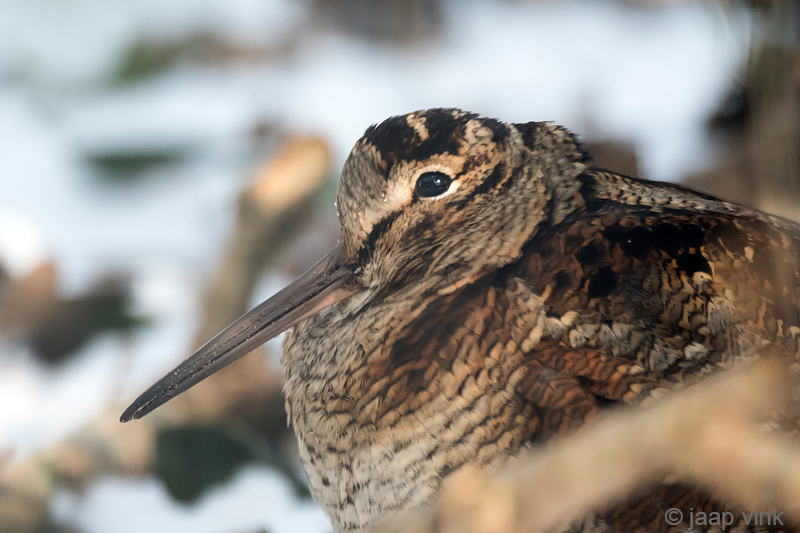 Eurasian Woodcock - Houtsnip - Scolopax rusticola