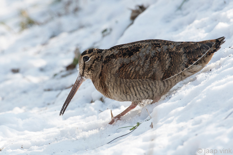 Eurasian Woodcock - Houtsnip - Scolopax rusticola