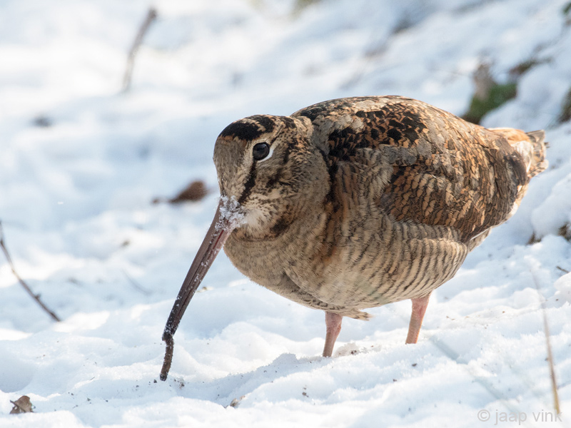 Eurasian Woodcock - Houtsnip - Scolopax rusticola