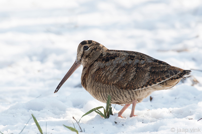 Eurasian Woodcock - Houtsnip - Scolopax rusticola