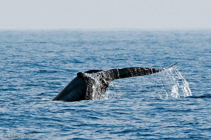 Blue Whale - Blauwe Vinvis - Balaenoptera musculus