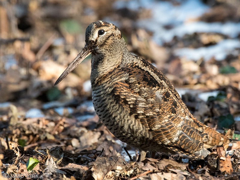 Eurasian Woodcock - Houtsnip - Scolopax rusticola