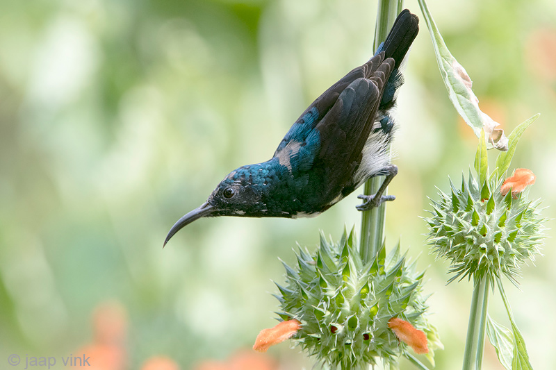 Lotens Sunbird - Lotens Honingzuiger - Nectarinia lotenia