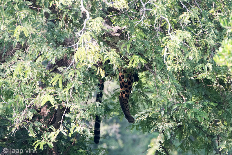 Leopard - Luipaard - Panthera pardus