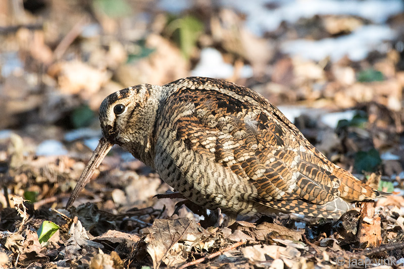 Eurasian Woodcock - Houtsnip - Scolopax rusticola