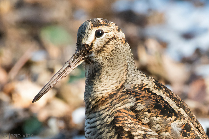 Eurasian Woodcock - Houtsnip - Scolopax rusticola