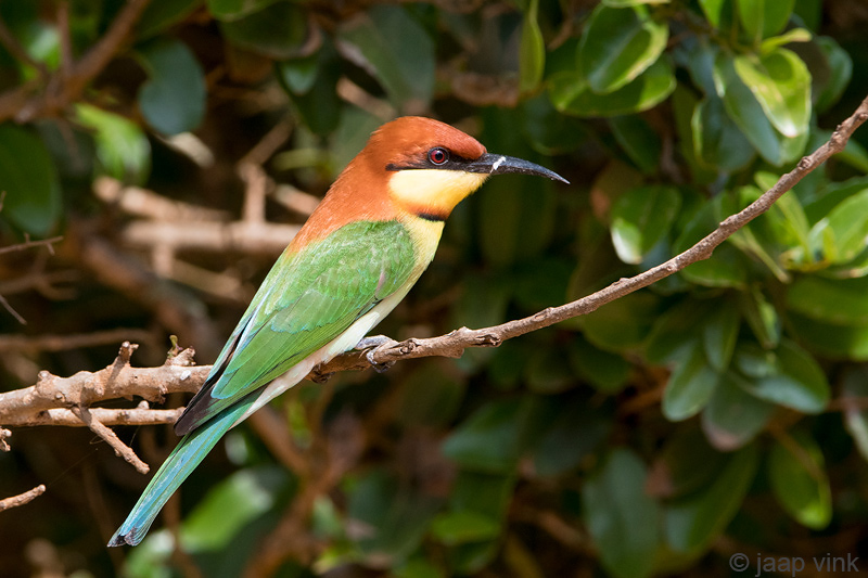 Chestnut-headed Bee-eater - Bruinkopbijeneter - Merops leschenaulti